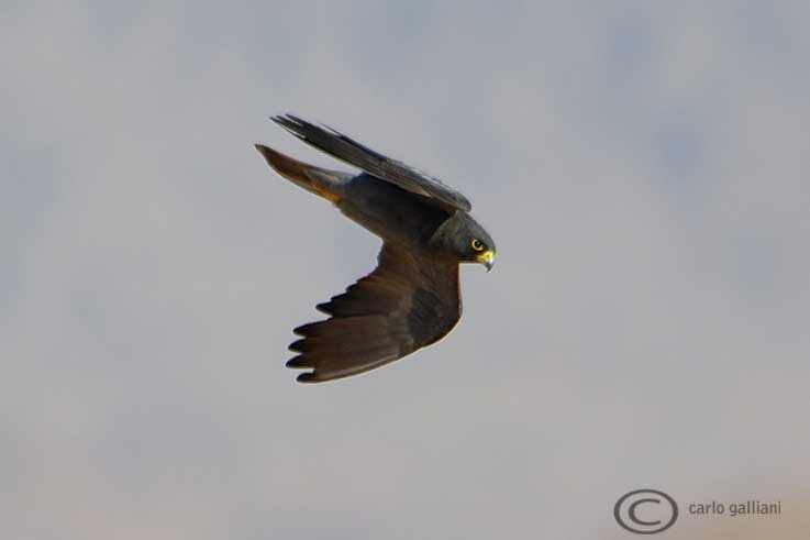 Falco concolore - Falco concolor